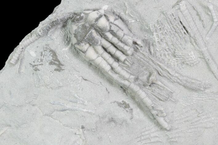 Crinoid (Scytalocrinus) Fossil - Crawfordsville, Indiana #102826